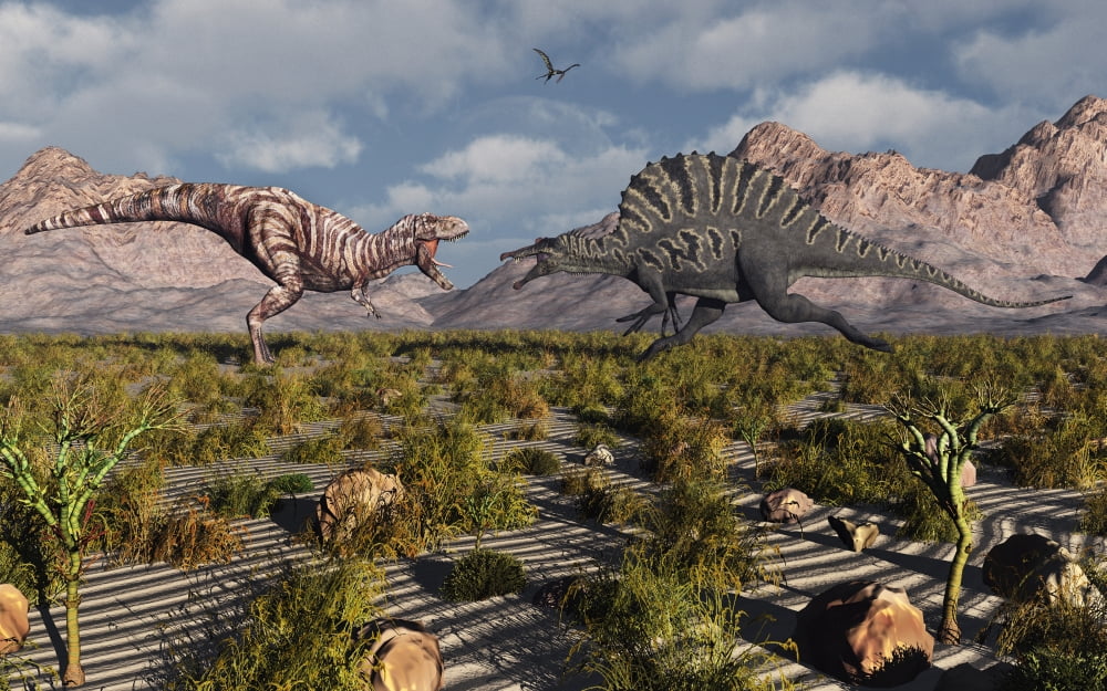 A confrontation between a T Rex and a Spinosaurus dinosaur Canvas Art - Mark StevensonStocktrek Images (18 x 12)