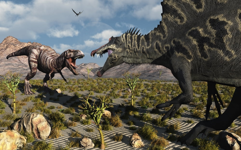 A confrontation between a T Rex and a Spinosaurus dinosaur Canvas Art - Mark StevensonStocktrek Images (18 x 12)