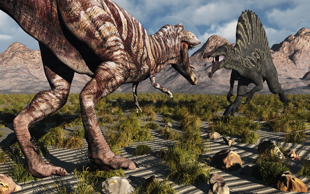 A confrontation between a T Rex and a Spinosaurus dinosaur Canvas Art - Mark StevensonStocktrek Images (36 x 23)