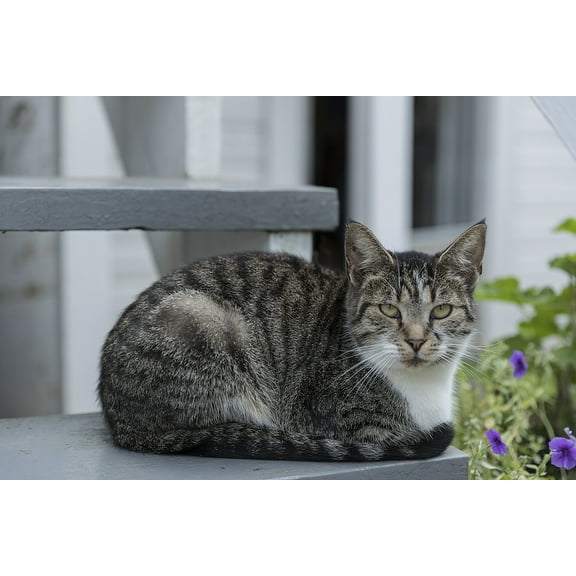 A contented cat at Yoder's Amish Home Canvas Wall Art (20" x 30")