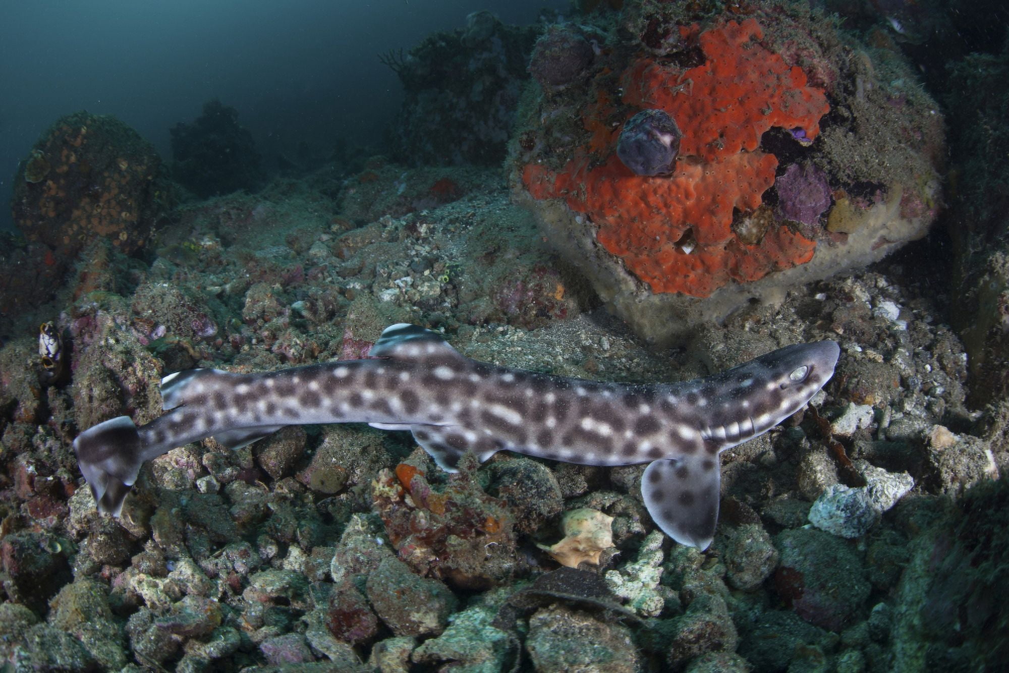 A coral catshark lays on the seafloor of Lembeh Strait Indonesia Canvas Art - Ethan DanielsStocktrek Images (17 x 12)