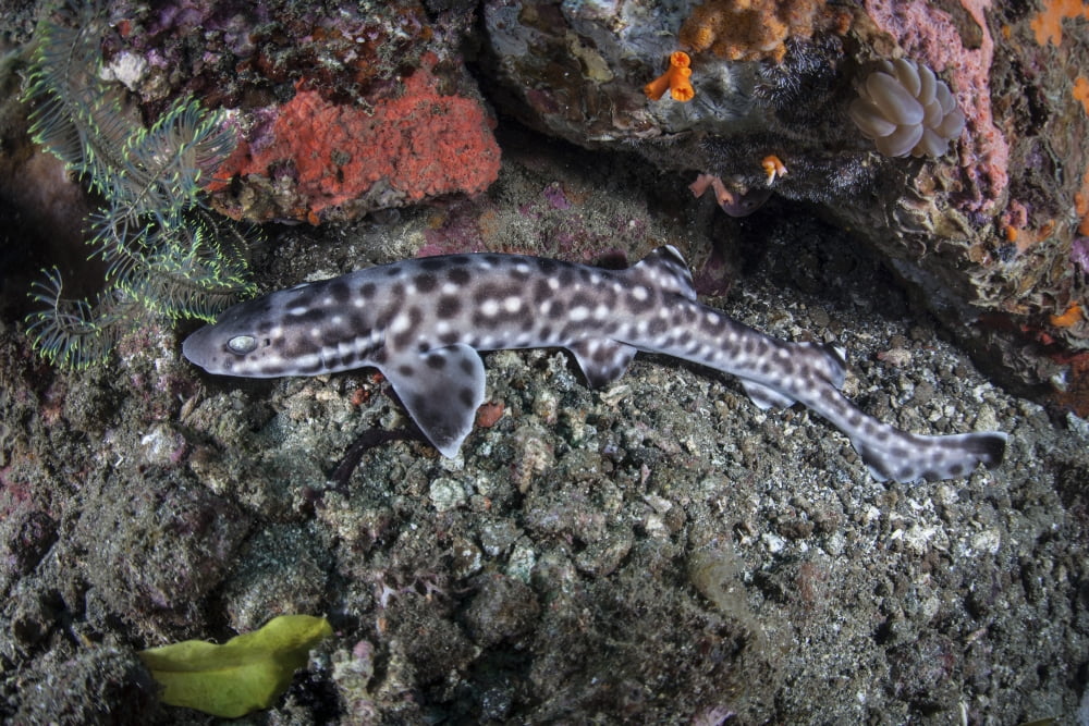 A coral catshark lays on the seafloor of Lembeh Strait Indonesia Canvas Art - Ethan DanielsStocktrek Images (34 x 23)