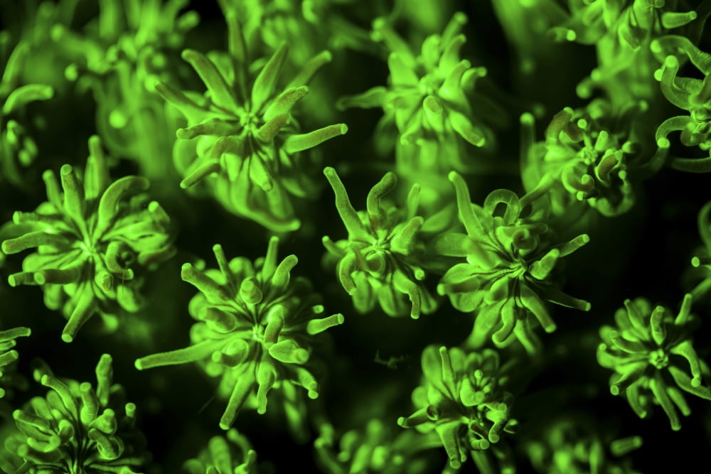 A coral colony fluoresces as UV light is shown upon it Canvas Art - Ethan DanielsStocktrek Images (34 x 23)