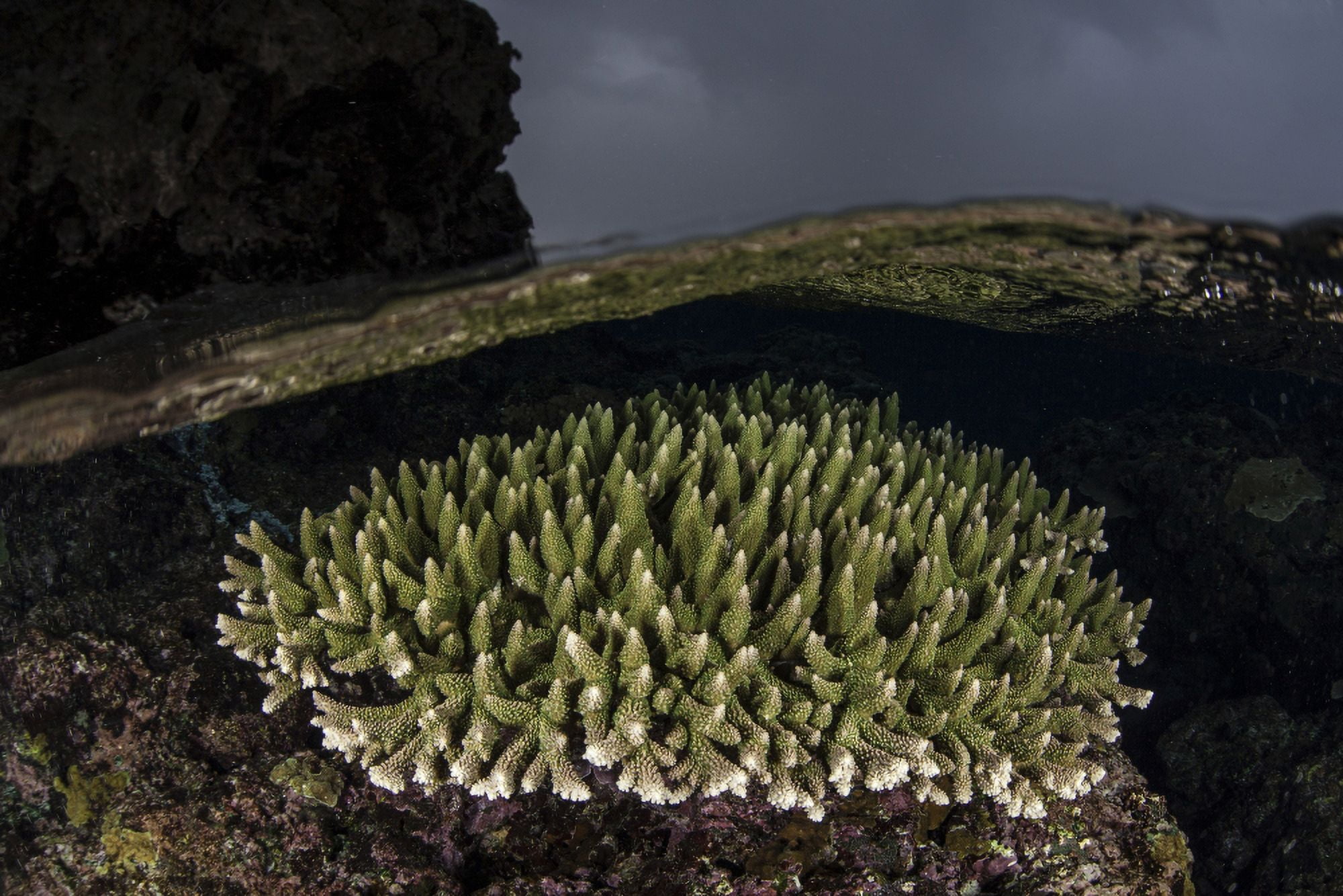 A coral colony grows in shallow water in the Solomon Islands Canvas Art - Ethan DanielsStocktrek Images (34 x 23)