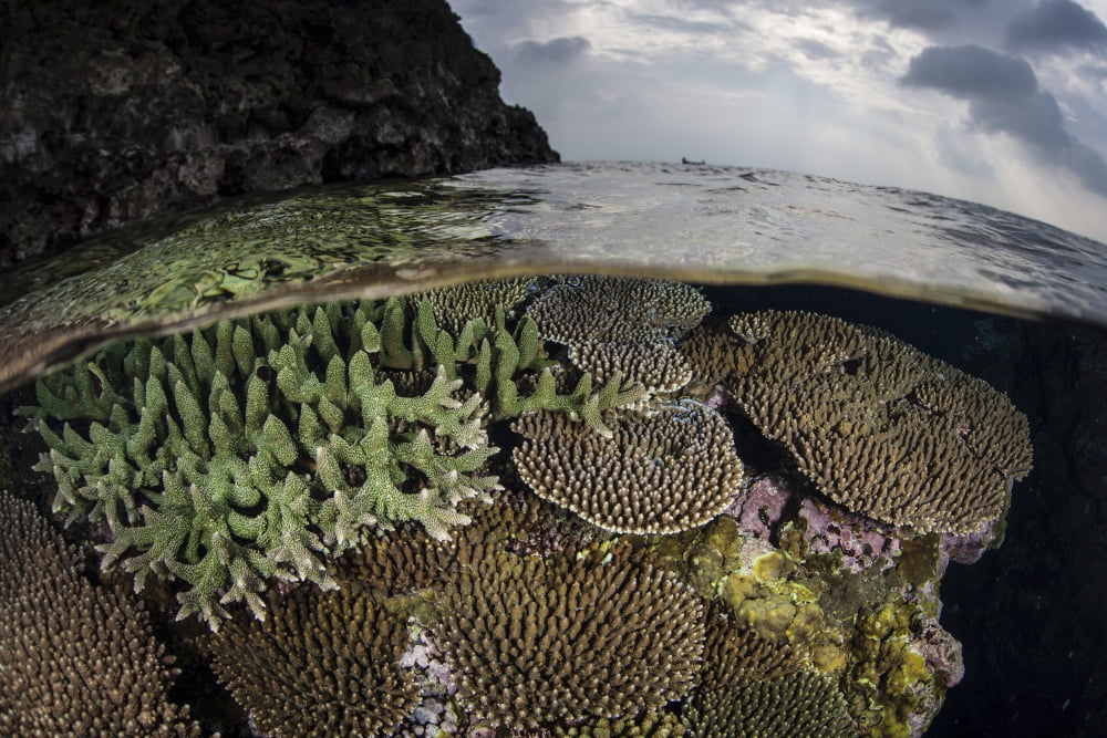 A coral reef grows in shallow water in the Solomon Islands Canvas Art - Ethan DanielsStocktrek Images (17 x 12)
