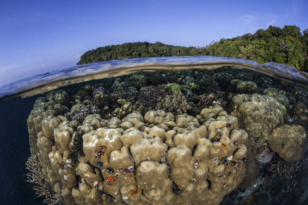 A coral reef grows in shallow water in the Solomon Islands Canvas Art - Ethan DanielsStocktrek Images (34 x 23)