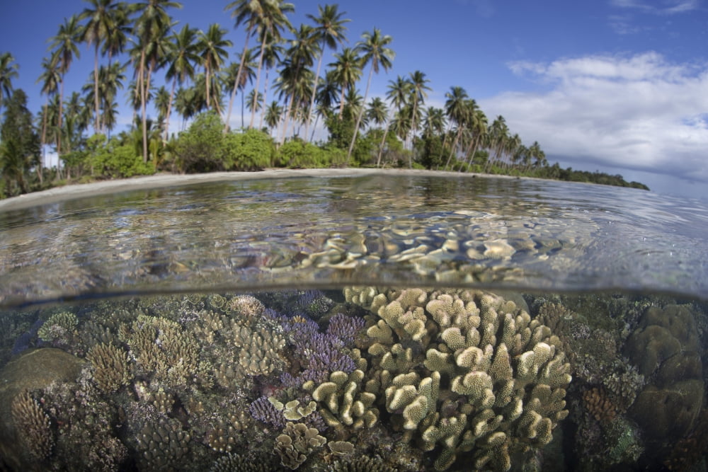 A coral reef grows near the shore of Guadalcanal Canvas Art - Ethan DanielsStocktrek Images (17 x 12)