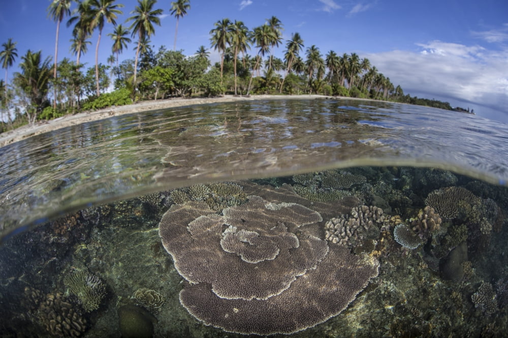 A coral reef grows near the shore of Guadalcanal Canvas Art - Ethan DanielsStocktrek Images (34 x 23)