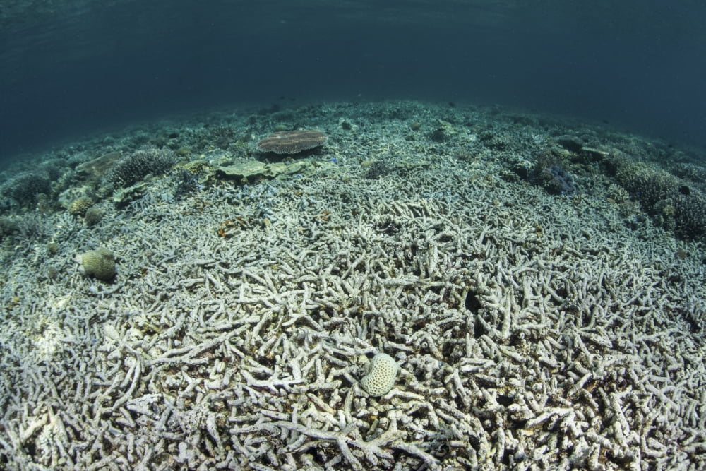 A coral reef has been destroyed in Indonesia Canvas Art - Ethan DanielsStocktrek Images (18 x 12)