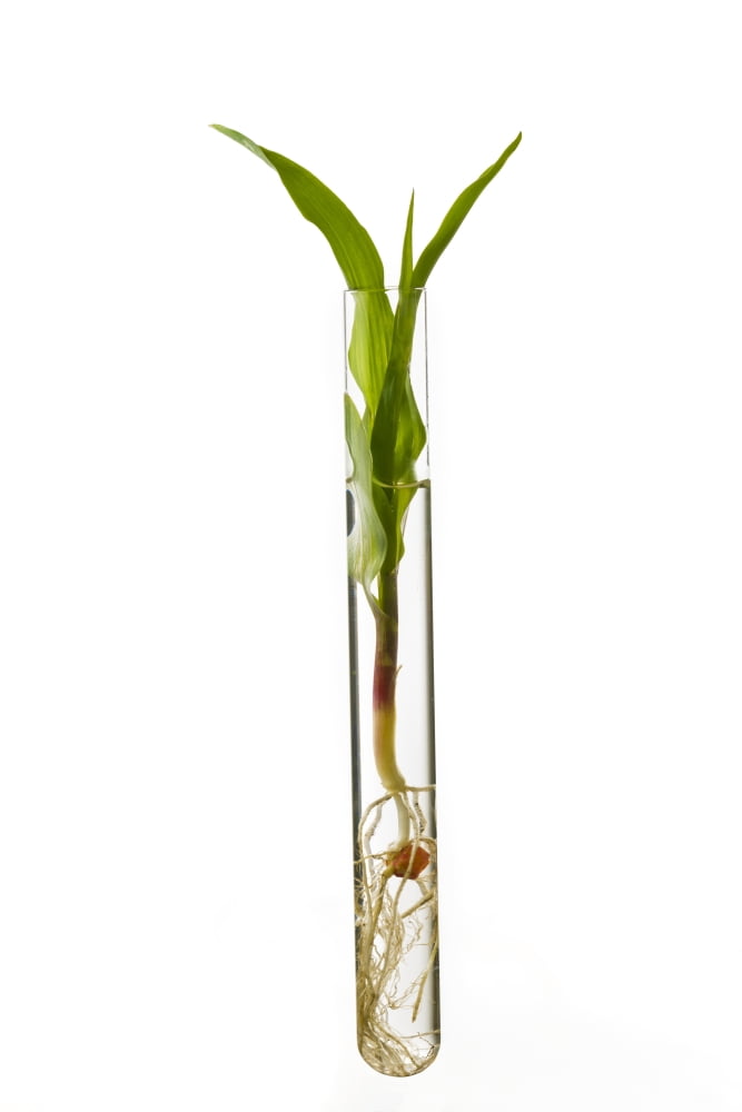 A corn seedling in a test tube on white background Iowa United States of America Canvas Art - Scott Sinklier Design Pics (12 x 19)
