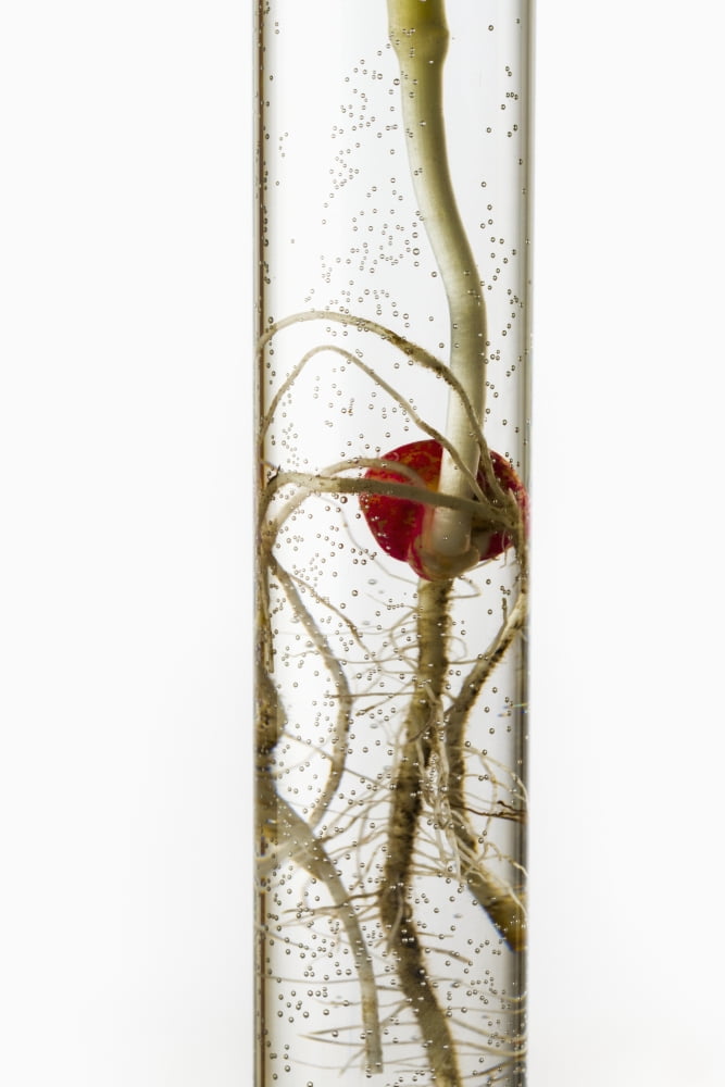 A corn seedling in a test tube on white background Iowa United States of America Canvas Art - Scott Sinklier Design Pics (12 x 19)
