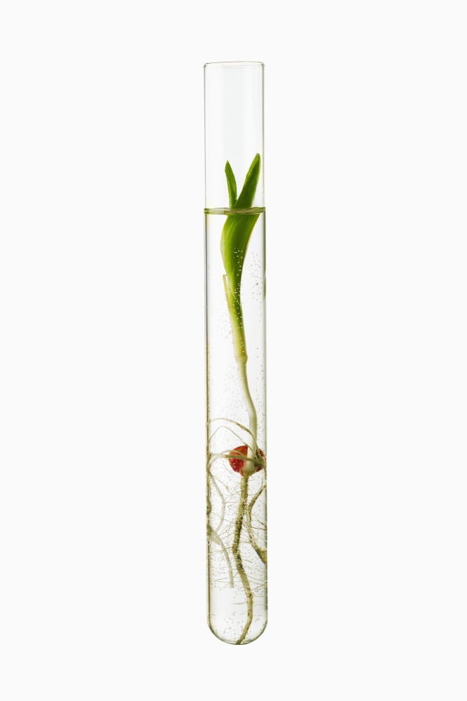A corn seedling in a test tube on white background Iowa United States of America Canvas Art - Scott Sinklier Design Pics (24 x 38)