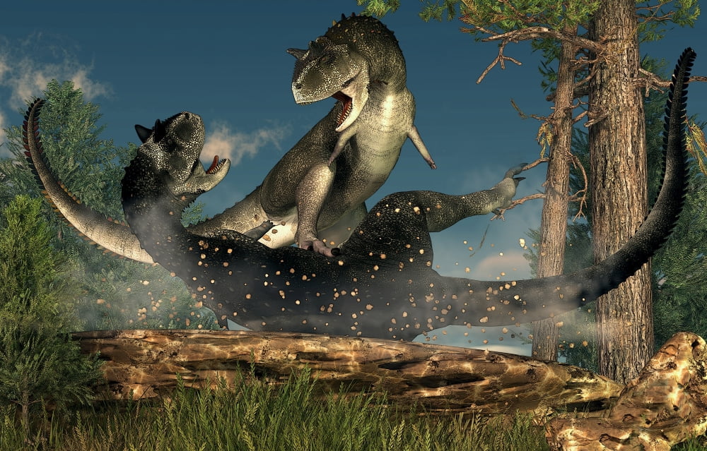 A couple of Carnotaurus dinosaurs fighting Canvas Art - Daniel EskridgeStocktrek Images (18 x 12)