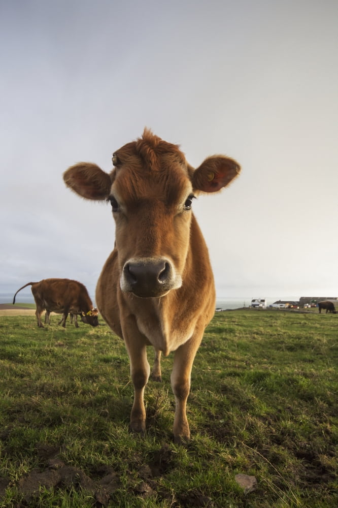 A cow staring at the cameraDumfries and galloway scotland Canvas Art - John Short Design Pics (12 x 19)
