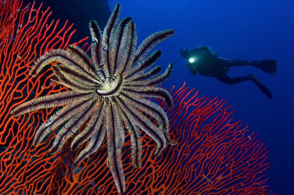 A crinoid on a bright red sea fan Solomon Islands Canvas Art - Steve JonesStocktrek Images (18 x 12)