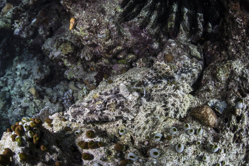 A crocodilefish lays on the seafloor in the Solomon Islands Canvas Art - Ethan DanielsStocktrek Images (17 x 12)