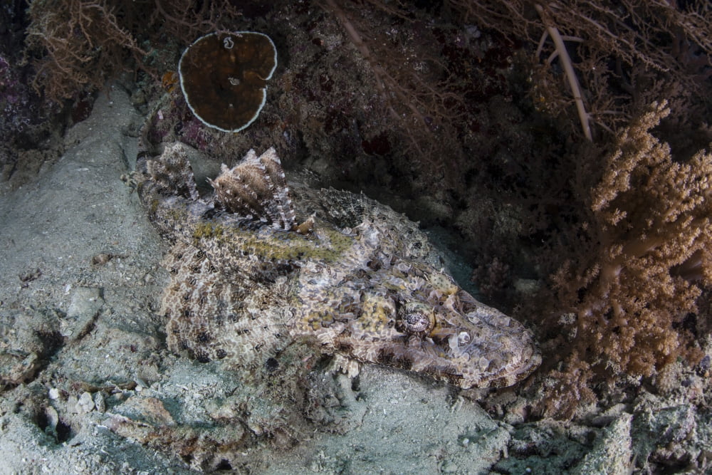 A crocodilefish lies on a reef in Indonesia Canvas Art - Ethan DanielsStocktrek Images (18 x 12)