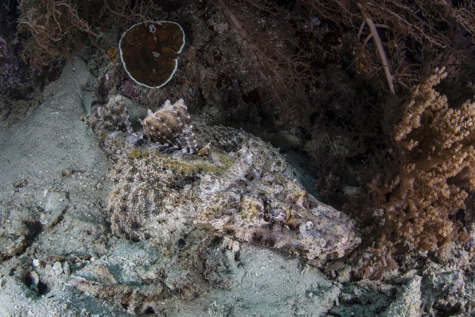 A crocodilefish lies on a reef in Indonesia Canvas Art - Ethan DanielsStocktrek Images (35 x 24)