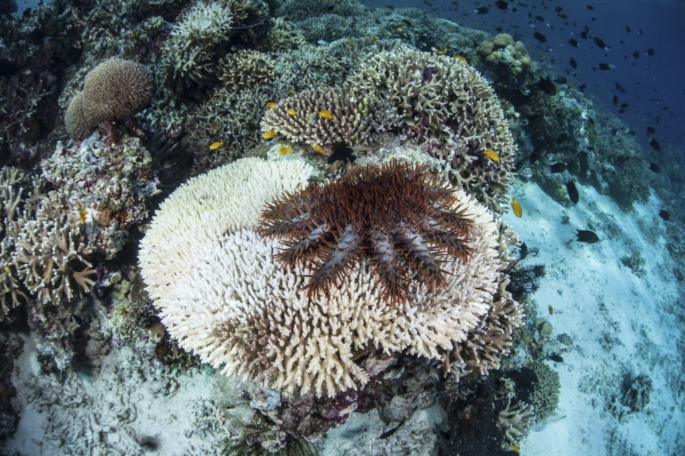 A crown-of-thorns starfish feeds on a table coral Canvas Art - Ethan DanielsStocktrek Images (17 x 12)