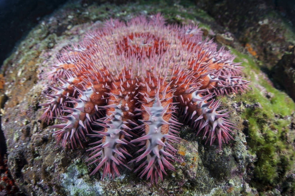 A crown-of-thorns starfish feeds on coral Canvas Art - Ethan DanielsStocktrek Images (17 x 12)
