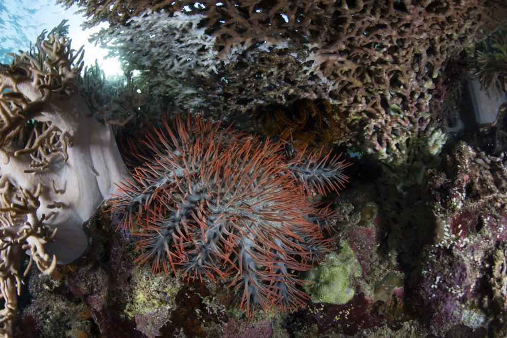 A crown-of-thorns starfish feeds on corals on a reef Canvas Art - Ethan DanielsStocktrek Images (17 x 12)