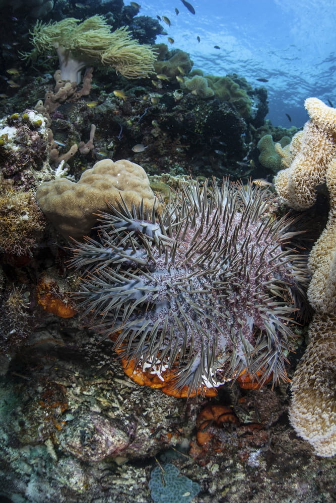 A crown-of-thorns starfish on a reef in Indonesia Canvas Art - Ethan DanielsStocktrek Images (24 x 35)