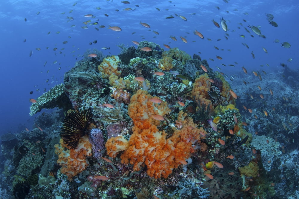 A current sweeps across a colorful coral reef in Indonesia Canvas Art - Ethan DanielsStocktrek Images (34 x 23)