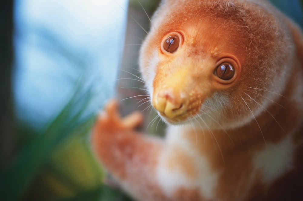 A cuscus (Papua New Guinea tree possum) Papua New Guinea Canvas Art - David Kirkland Design Pics (19 x 12)