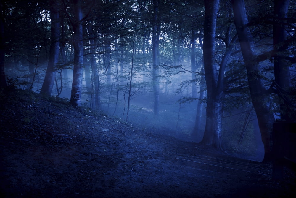A dark misty forest Liselund Slotspark Denmark Canvas Art - Evgeny KuklevStocktrek Images (18 x 12)