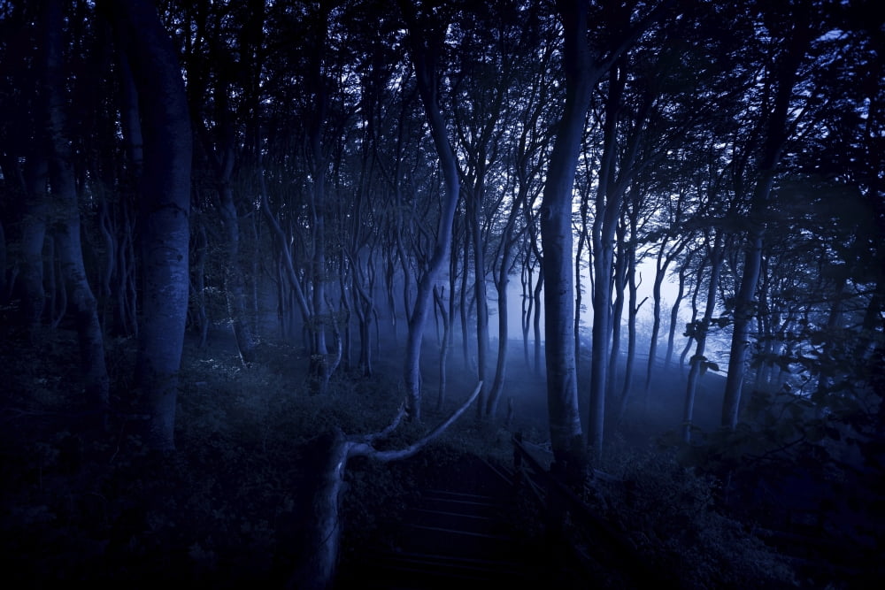A dark misty forest Liselund Slotspark Denmark Canvas Art - Evgeny KuklevStocktrek Images (18 x 12)
