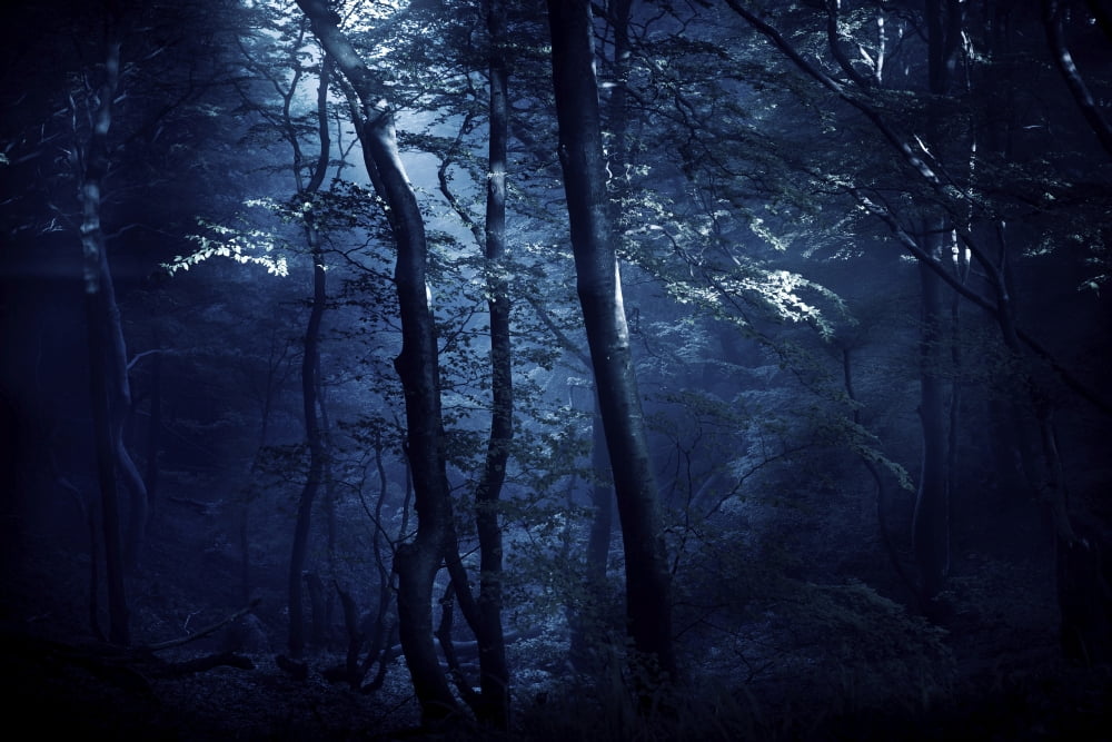 A dark misty forest Liselund Slotspark Denmark Canvas Art - Evgeny KuklevStocktrek Images (18 x 12)