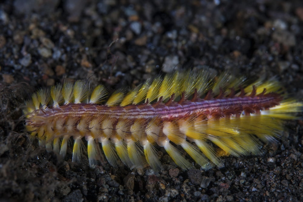 A darklined fireworm crawls across the black sand seafloor Canvas Art - Ethan DanielsStocktrek Images (34 x 23)