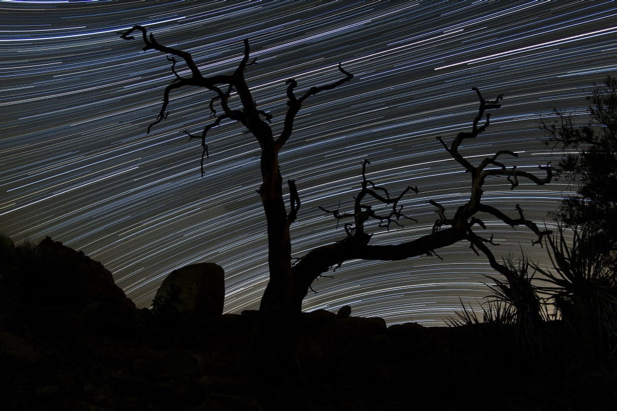 A dead Pinyon pine tree and star trails Joshua Tree National Park California Canvas Art - Dan BarrStocktrek Images (18 x 12)