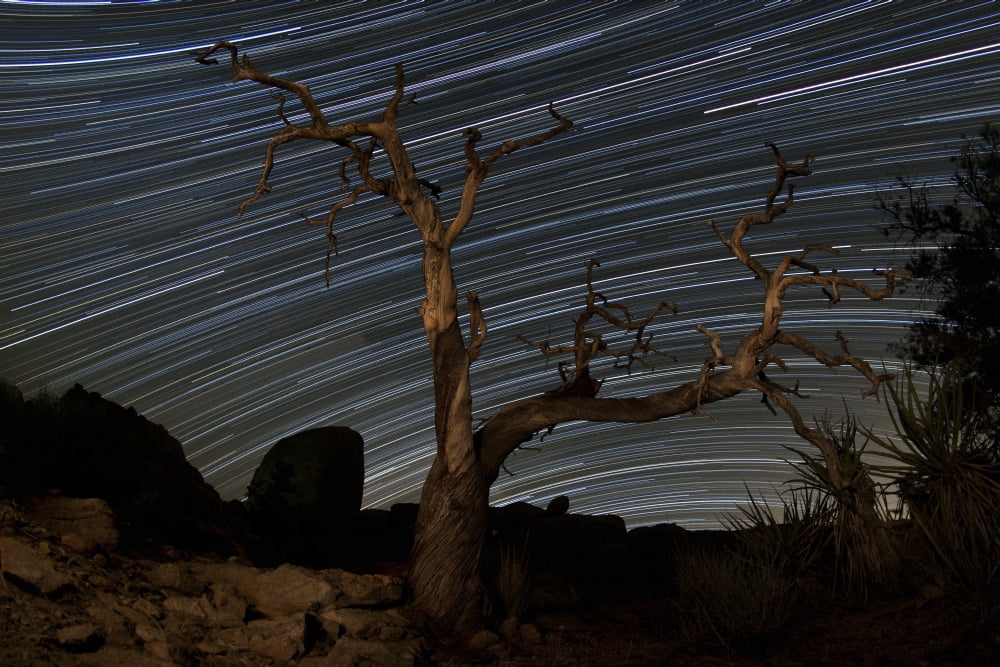 A dead Pinyon pine tree and star trails Joshua Tree National Park California Canvas Art - Dan BarrStocktrek Images (35 x 23)