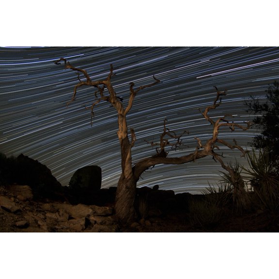 A dead Pinyon pine tree and star trails Joshua Tree National Park California Canvas Art - Dan BarrStocktrek Images (35 x 23)