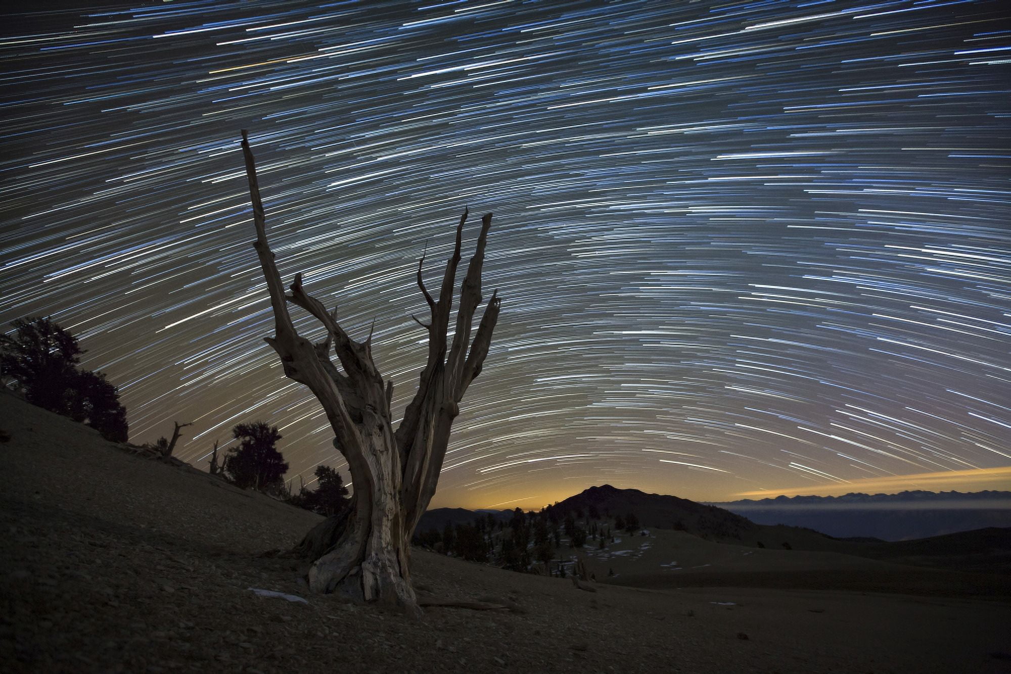 A dead bristlecone pine tree against a backdrop of star trails Canvas Art - Dan BarrStocktrek Images (35 x 23)
