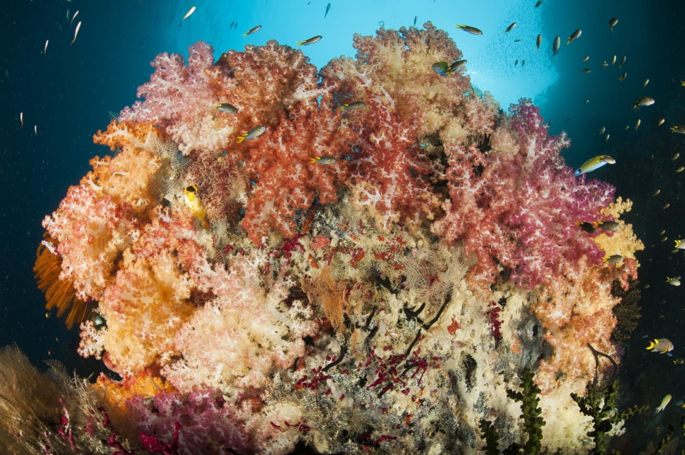 A dead table coral now covered in healthy soft corals Canvas Art - Steve JonesStocktrek Images (18 x 12)