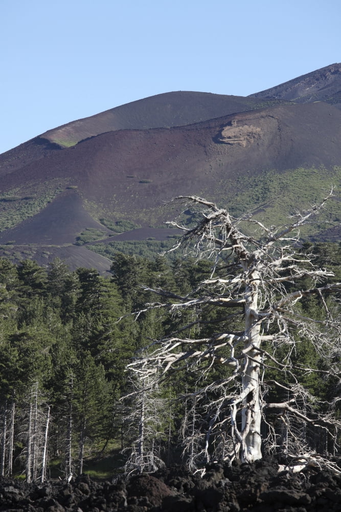 A dead tree amongst the volcanic landscape of Mount Etna Canvas Art - Richard RoscoeStocktrek Images (12 x 18)