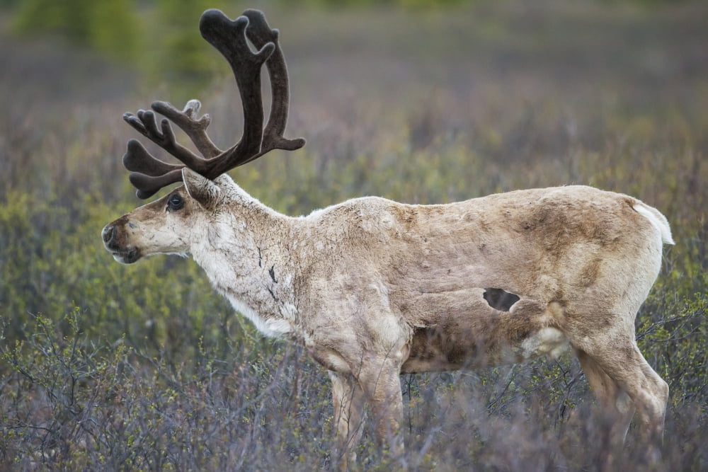 A deer in Denali National Park Alaska United States of America Canvas Art - Kip Evans  Design Pics (38 x 24)