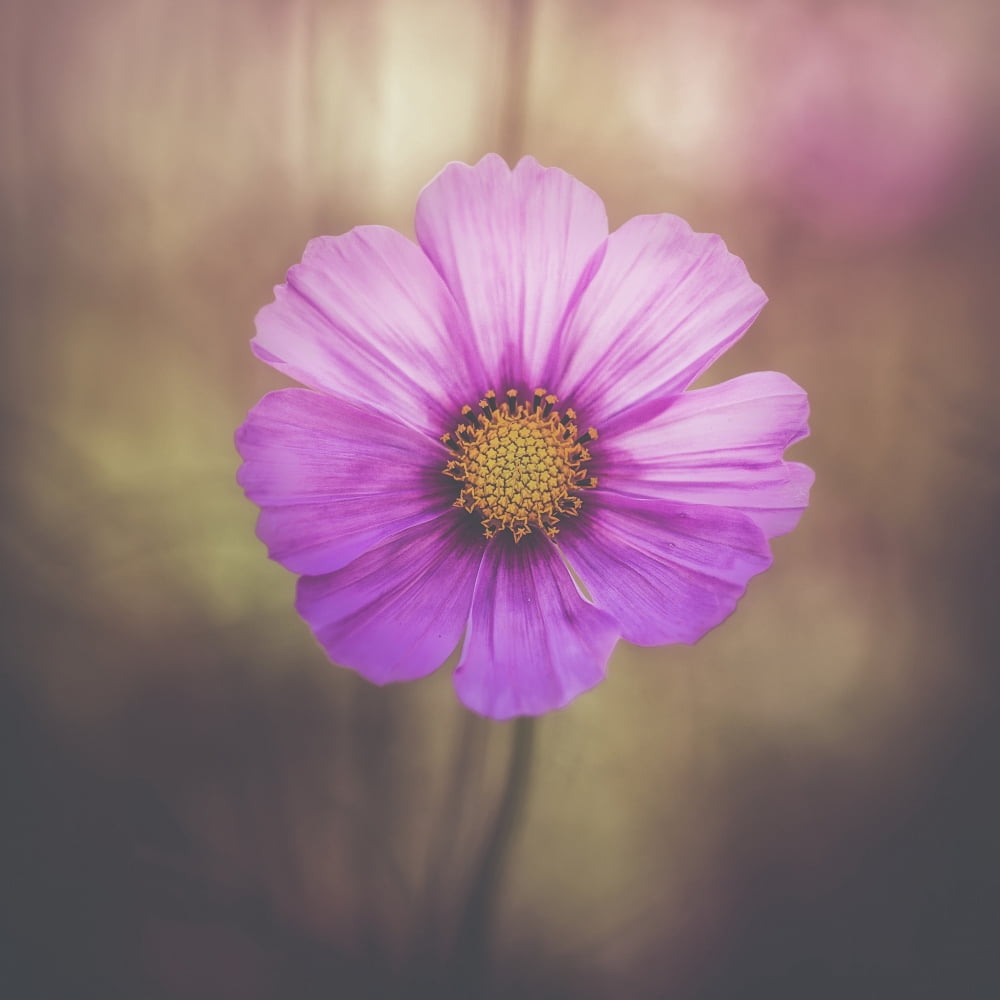 A delicate flower in the Jerusalem Botanical Garden Jerusalem Israel Canvas Art - Robert Schenck Design Pics (24 x 24)