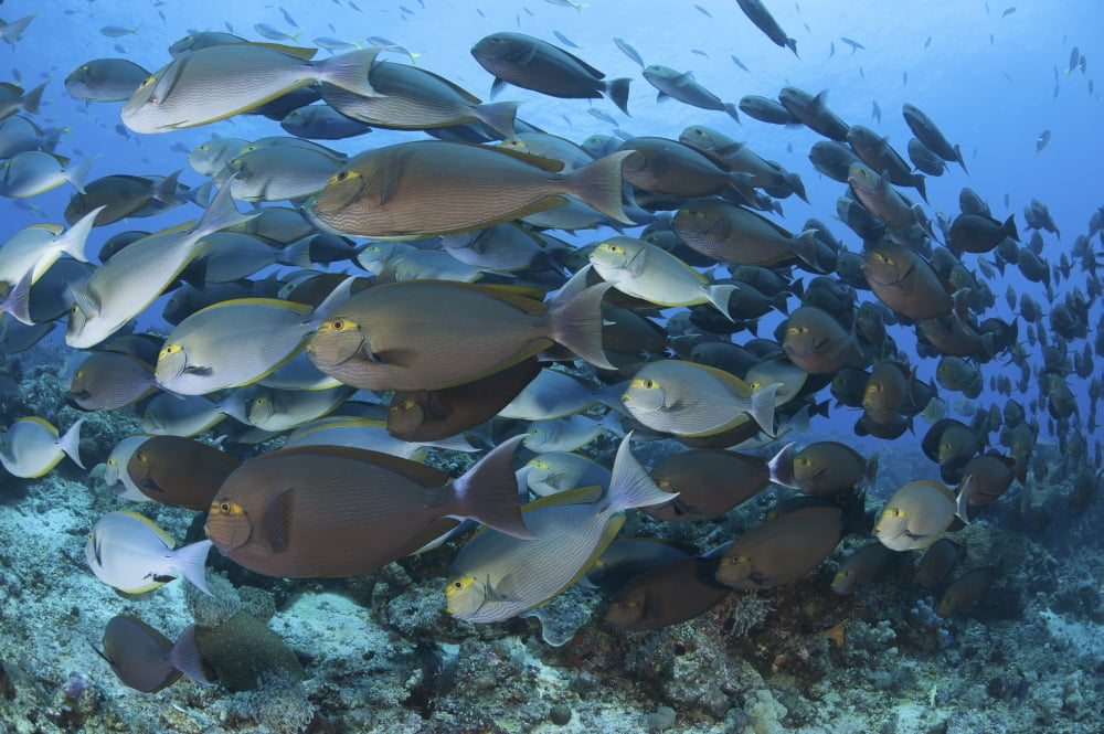 A dense school of yellowmask surgeonfish Indonesia Canvas Art - Steve JonesStocktrek Images (17 x 12)