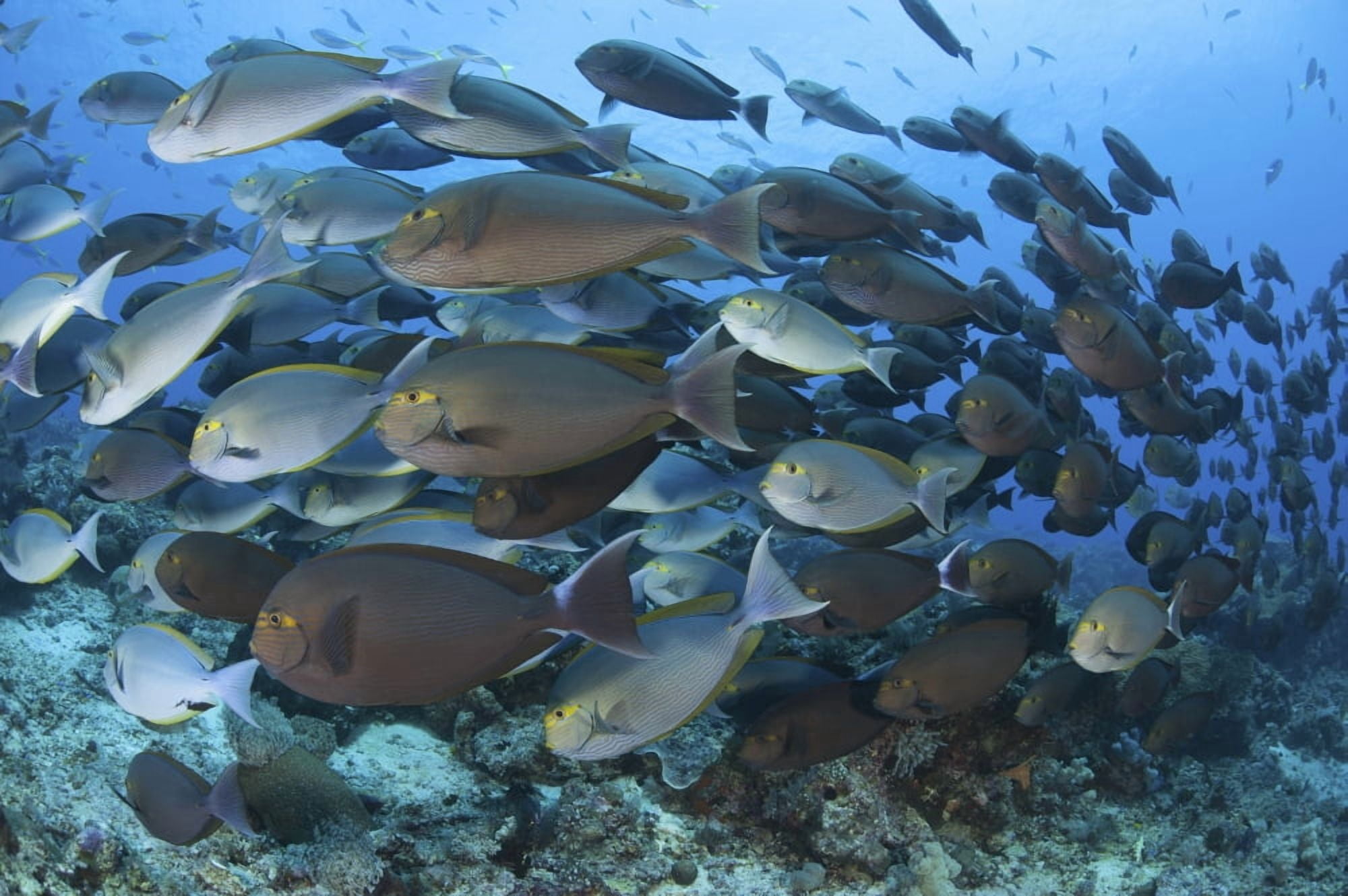 A dense school of yellowmask surgeonfish Indonesia Canvas Art - Steve JonesStocktrek Images (34 x 23)