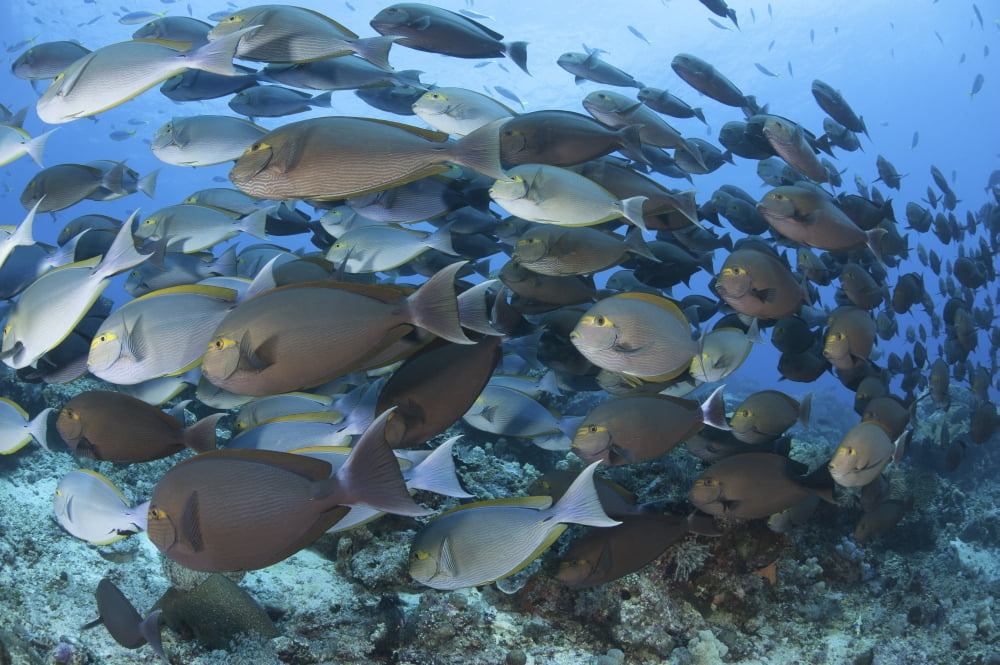 A dense school of yellowmask surgeonfish Indonesia Canvas Art - Steve JonesStocktrek Images (34 x 23)