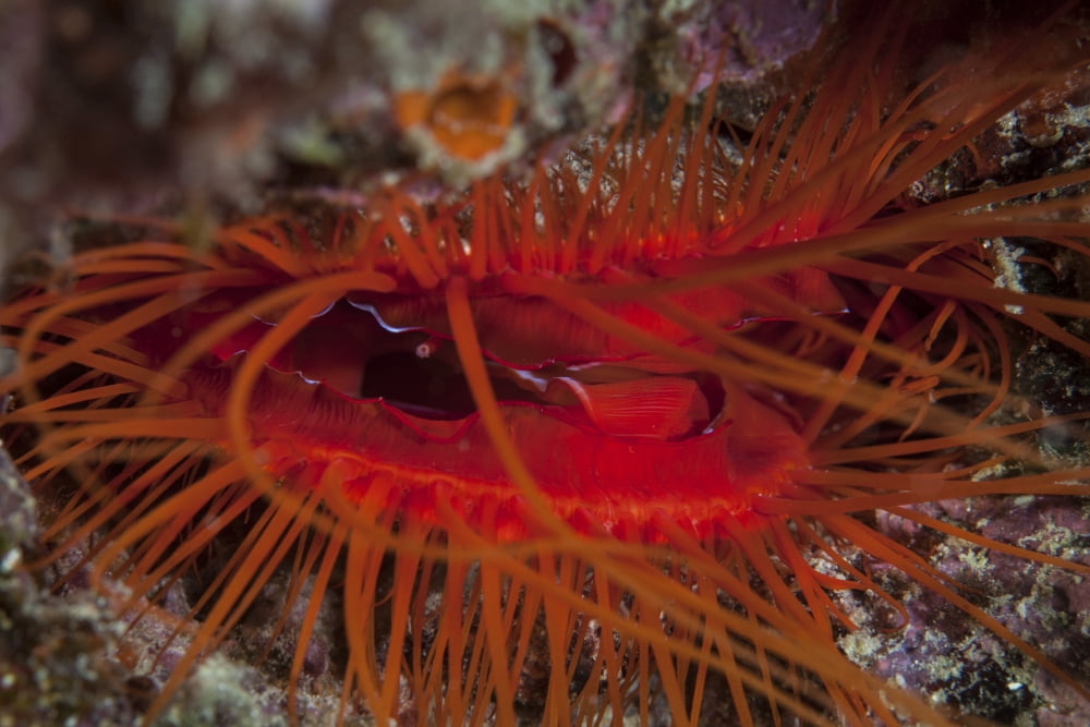 A disco clam on a reef near the island of Sulawesi Indonesia Canvas Art - Ethan DanielsStocktrek Images (17 x 12)