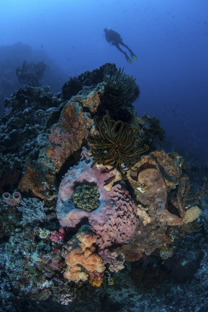 A diver above a beautiful reef in Komodo National Park Indonesia Canvas Art - Ethan DanielsStocktrek Images (12 x 17)