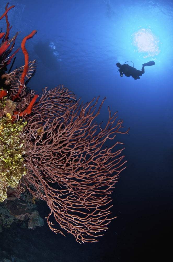 A diver approaches a beautiful gorgonian sea fan Cayman Islands Canvas Art - Amanda NichollsStocktrek Images (23 x 35)