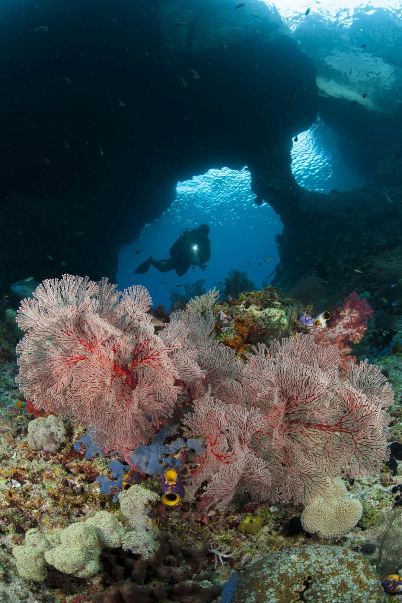 A diver approaches a gorgonian sea fan Indonesia Canvas Art - Steve JonesStocktrek Images (12 x 18)