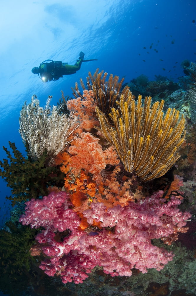 A diver approaches colorful soft corals and crinoids on the reefs of Raja Ampat Canvas Art - Steve JonesStocktrek Images (12 x 18)