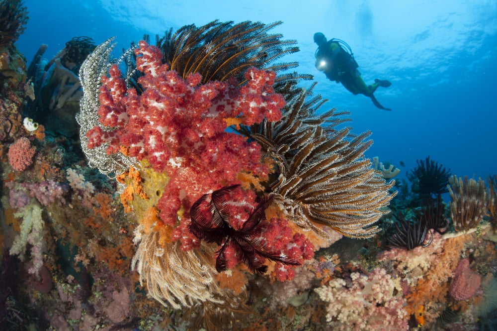 A diver approaches colorful soft corals and crinoids on the reefs of Raja Ampat Canvas Art - Steve JonesStocktrek Images (18 x 12)