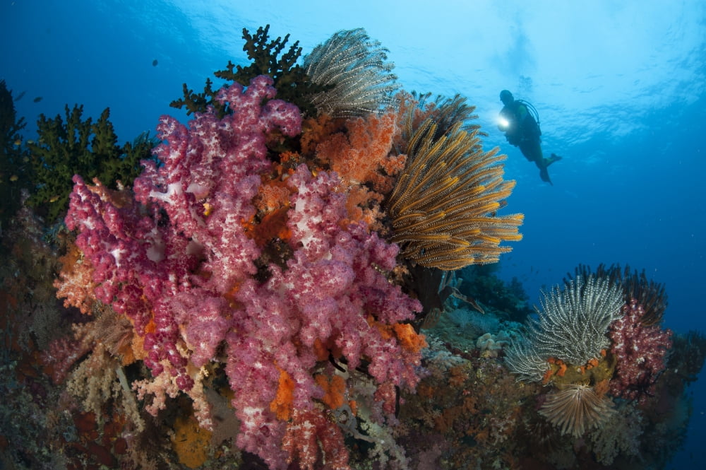 A diver approaches colorful soft corals and crinoids on the reefs of Raja Ampat Canvas Art - Steve JonesStocktrek Images (35 x 23)